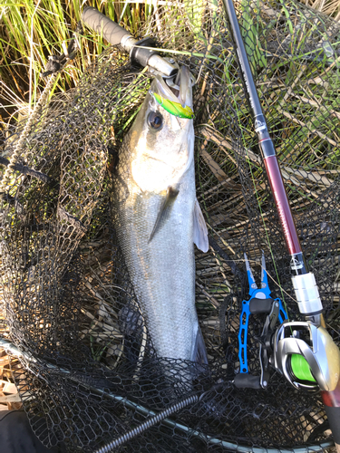 シーバスの釣果