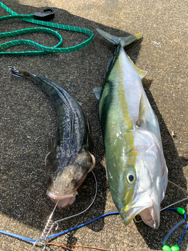 ハマチの釣果