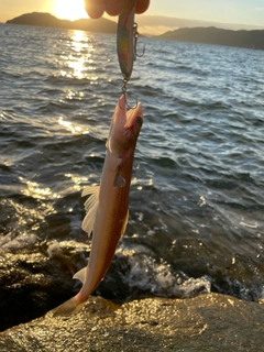 エソの釣果