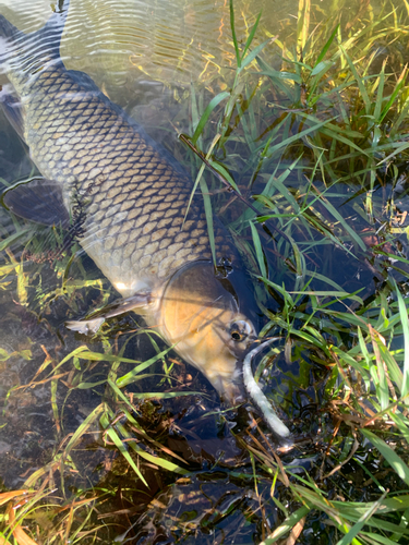 コイの釣果