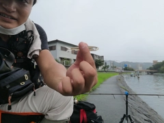 ワカサギの釣果