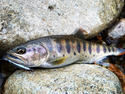 アマゴの釣果