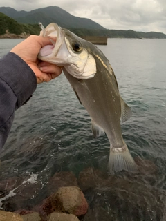 ヒラスズキの釣果