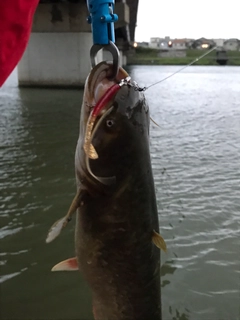 ナマズの釣果