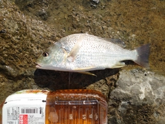 ホシミゾイサキの釣果