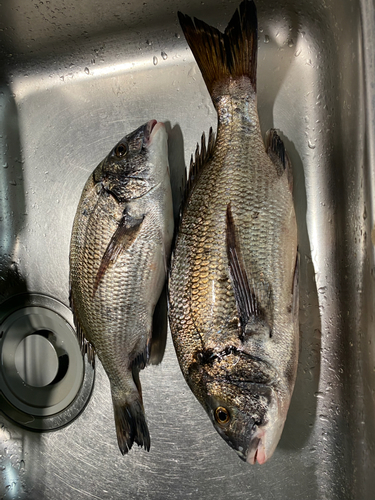 クロダイの釣果