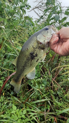 釣果