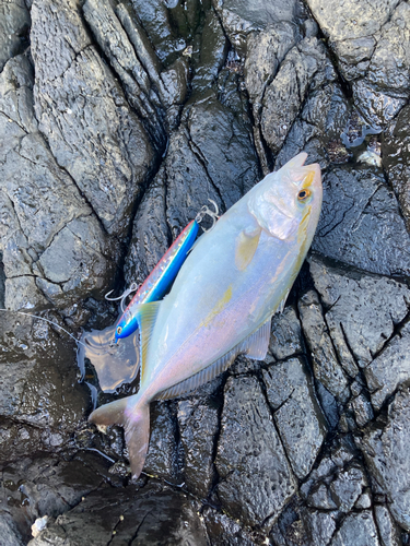 カンパチの釣果