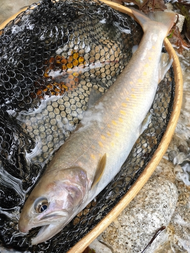 イワナの釣果