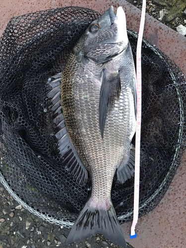 チヌの釣果