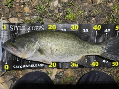 ブラックバスの釣果