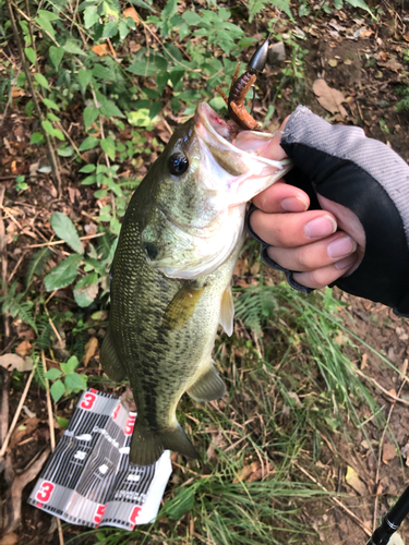 ラージマウスバスの釣果