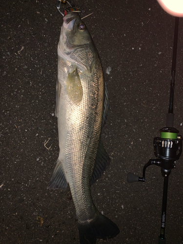 シーバスの釣果