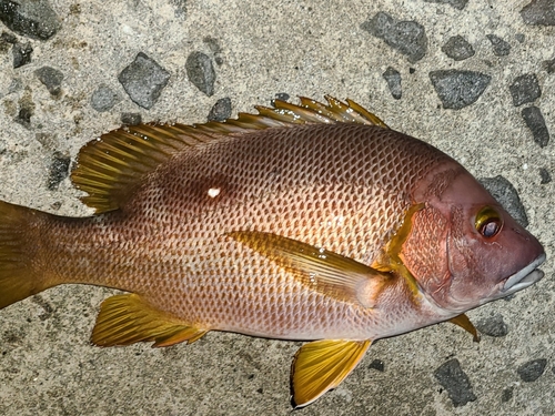 シブダイの釣果