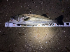 シーバスの釣果