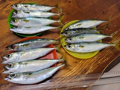 サバの釣果