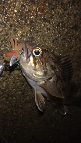 ソイの釣果