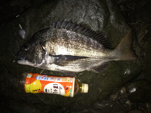 ウナギの釣果