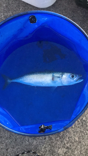 サバの釣果