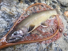 イワナの釣果