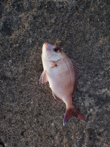 タイの釣果