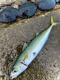 サバの釣果