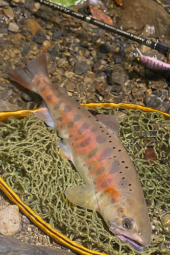 ヤマメの釣果