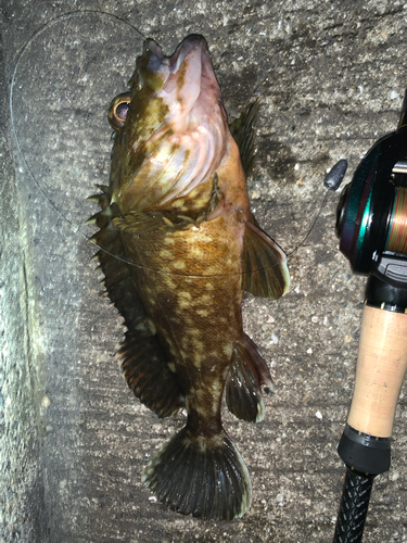 カサゴの釣果