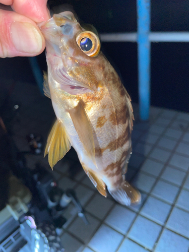 アカメバルの釣果