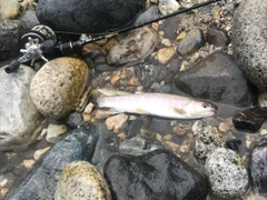 イワナの釣果