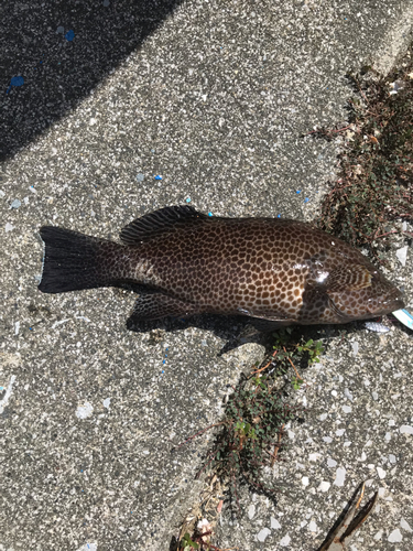 オオモンハタの釣果