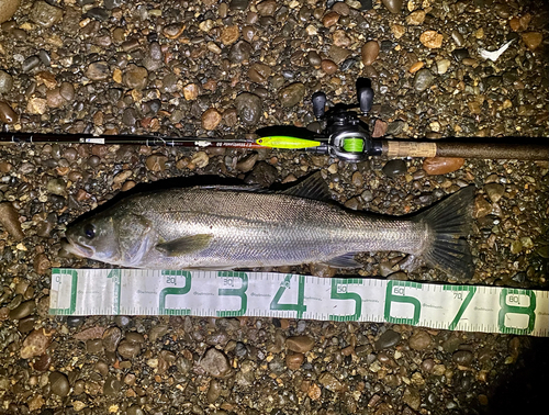 シーバスの釣果