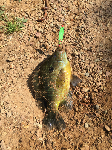 アメリカナマズの釣果