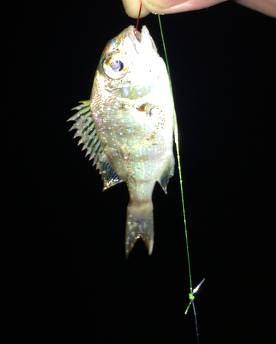 シロギスの釣果