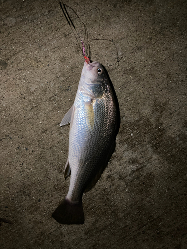 イシモチの釣果