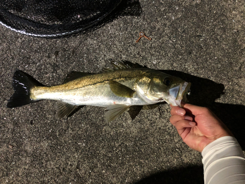 セイゴ（マルスズキ）の釣果