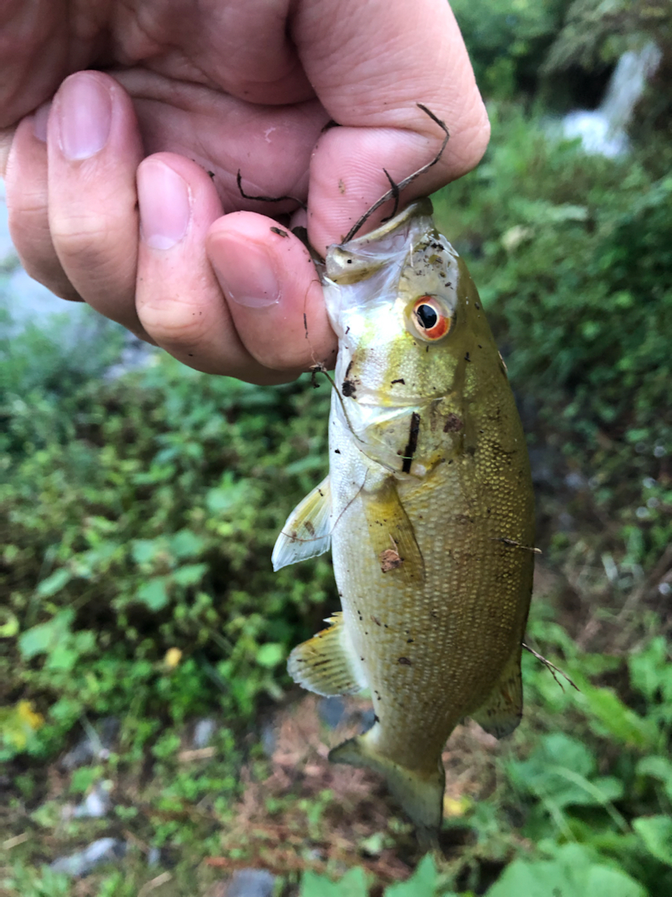 スモールマウスバス