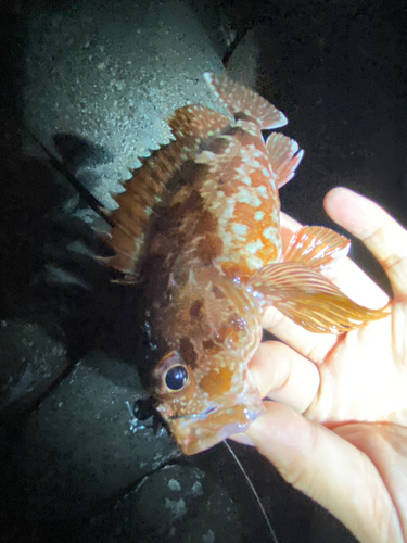 カサゴの釣果