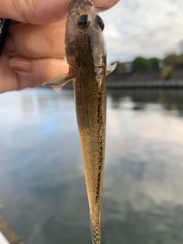 ハゼの釣果