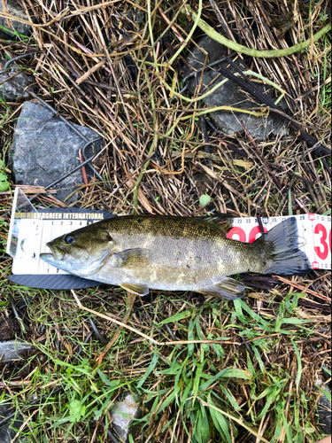 スモールマウスバスの釣果