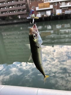 サバの釣果