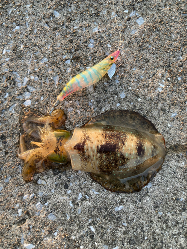 アオリイカの釣果