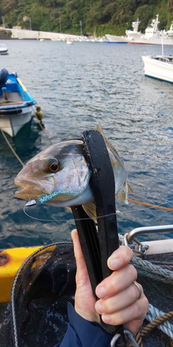 カンパチの釣果