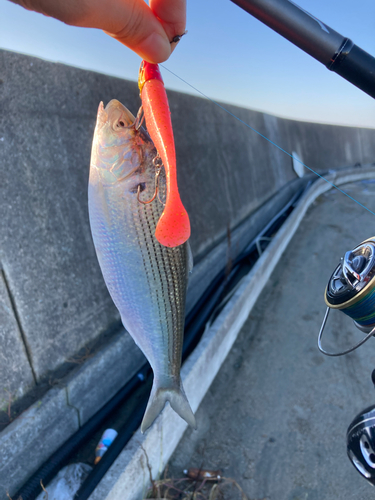 コノシロの釣果