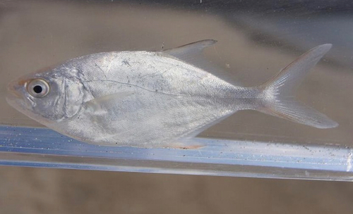 コバンアジの釣果