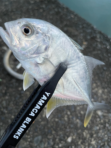 メッキの釣果