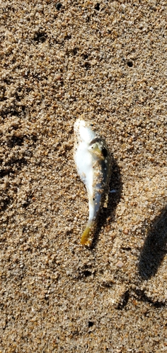 ショウサイフグの釣果