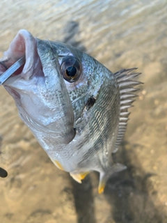 キビレの釣果