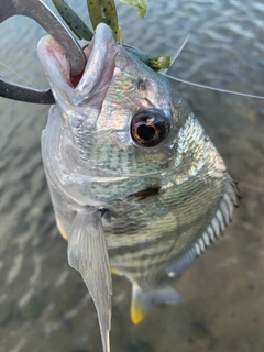 キビレの釣果