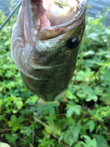 ラージマウスバスの釣果